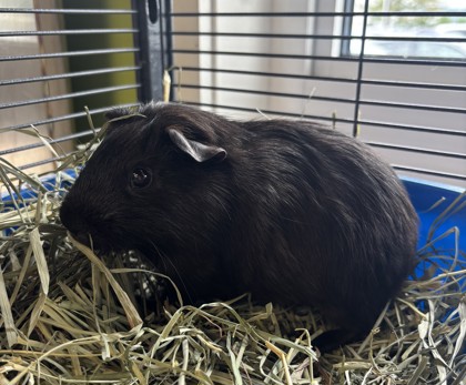 Shadow *Bonded to Sunshine*