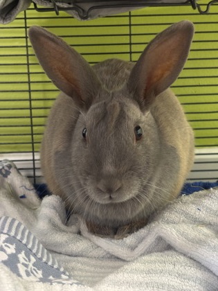 Thumper
