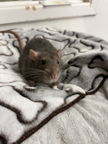 Peanut ( Bonded with Butter )
