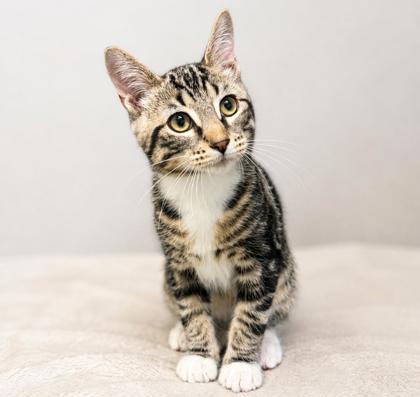 Tyler**ADOPTION PENDING***