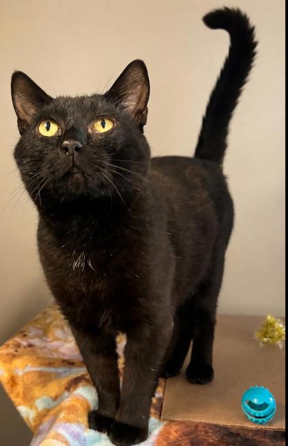 Finnigan **FIV+**