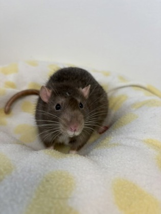 Butter (Bonded with Peanut) photo 1