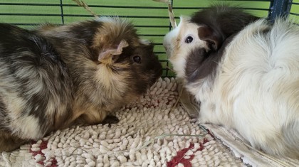 Brownie *Bonded to Pudding*