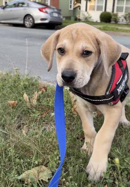 Rusty *Adoption Pending*