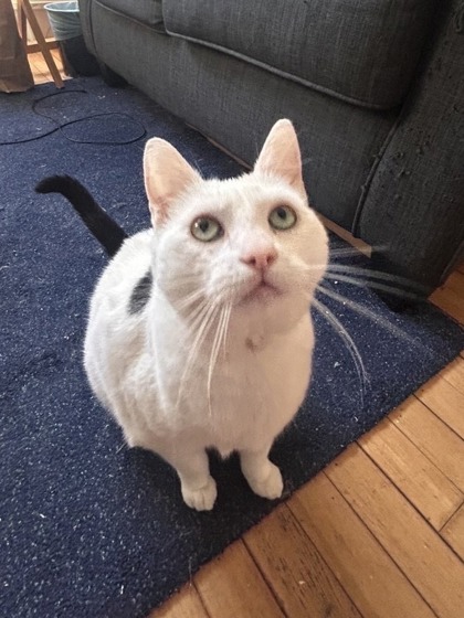 Kali