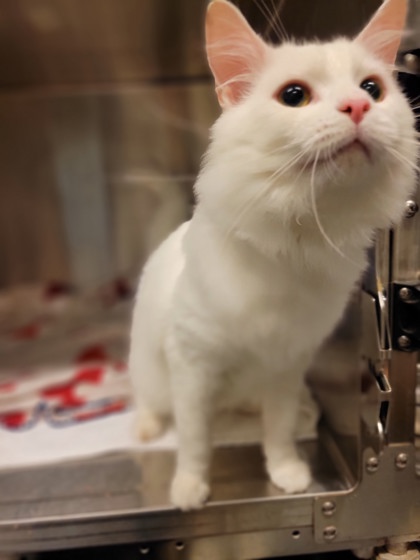 Aztec *Adoption Pending*